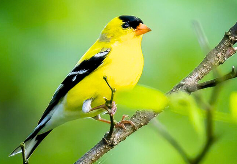 American- Goldfinch
