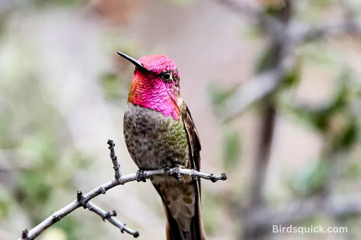 Annas-Hummingbird