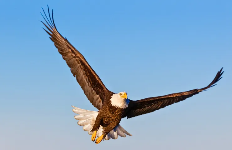 Beautiful Birds That Represent Freedom ( with Pictures)