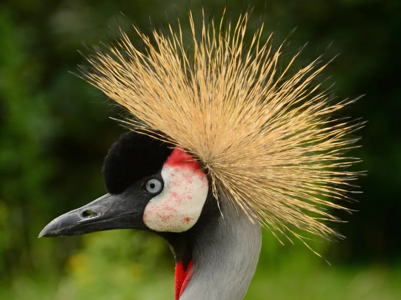 Bird With Hair On Top
