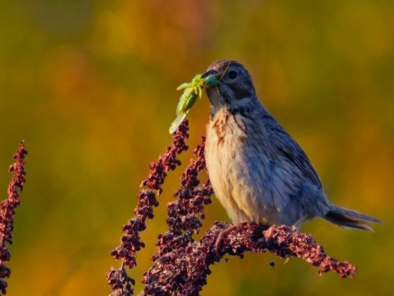 Do Birds Eat Grasshoppers? (Which birds and how to control)