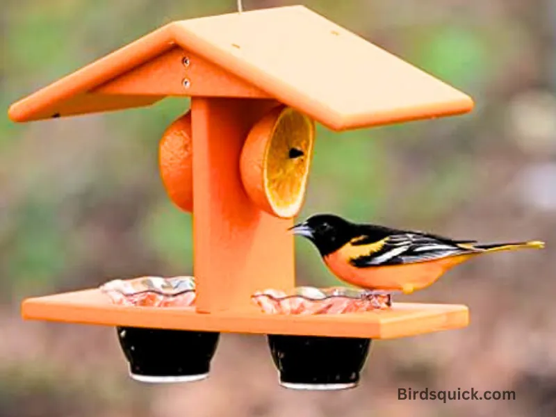 Birds-feather-for-Orioles