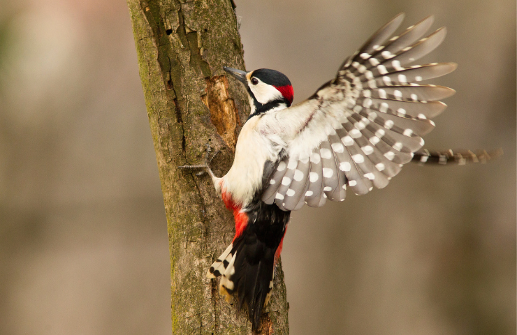 BLACK BACKED WOODPECKERS