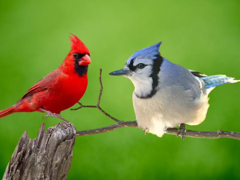 Blue jay vs Cardinal