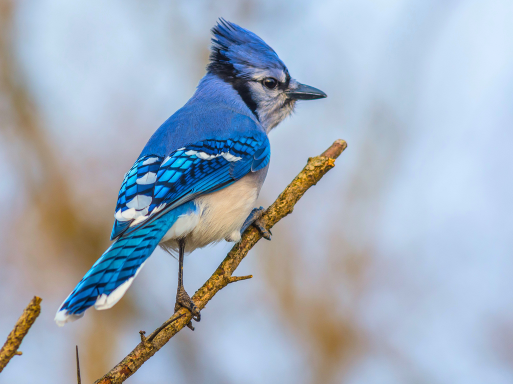 blue jays(birds with blue feathers)