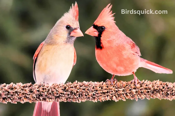 2 Cardinals with red plumage