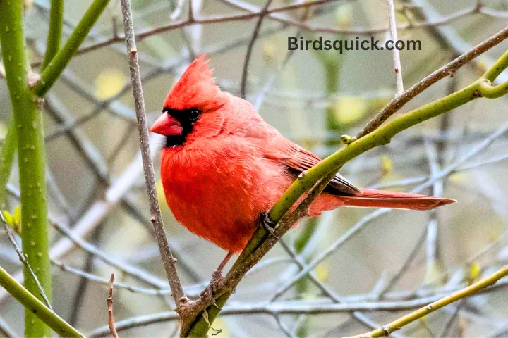 Red Plumage Cardinals