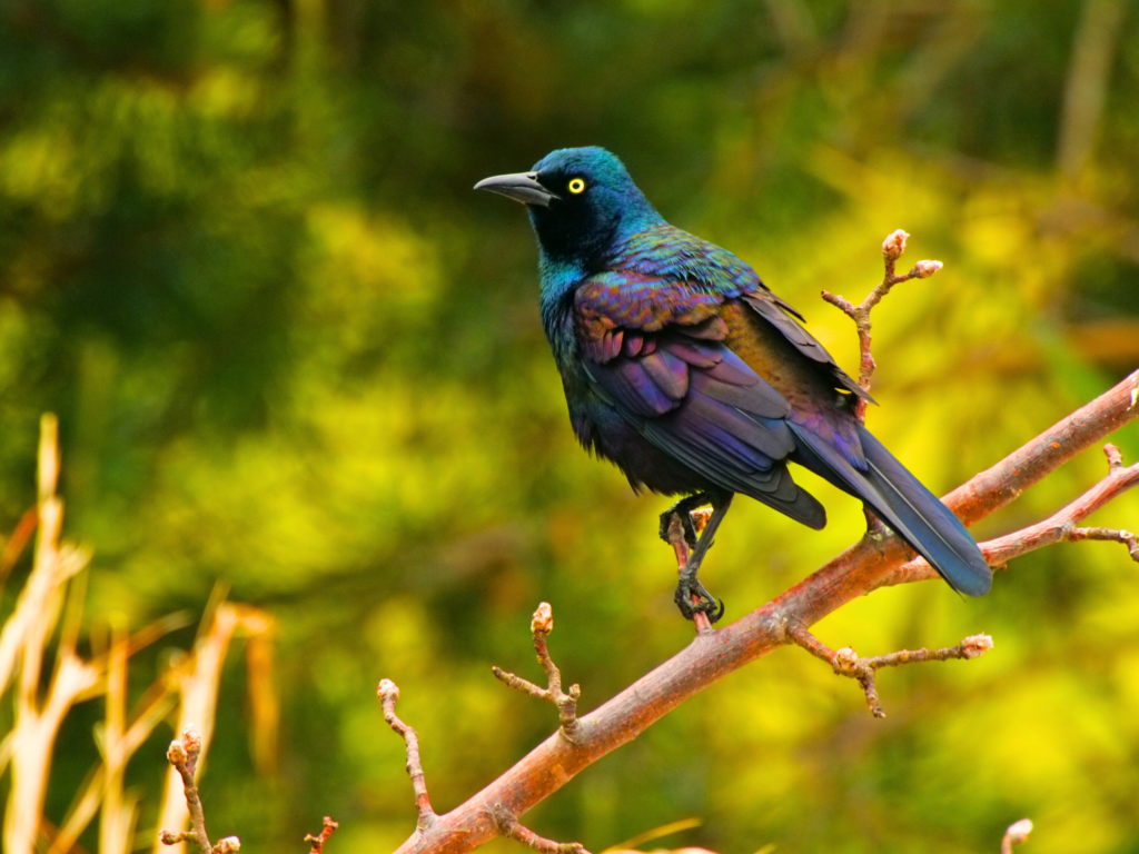 common grackle( birds with blue feathers)