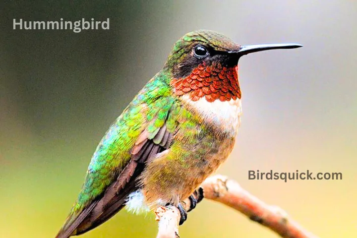 Do Hummingbirds Sleep