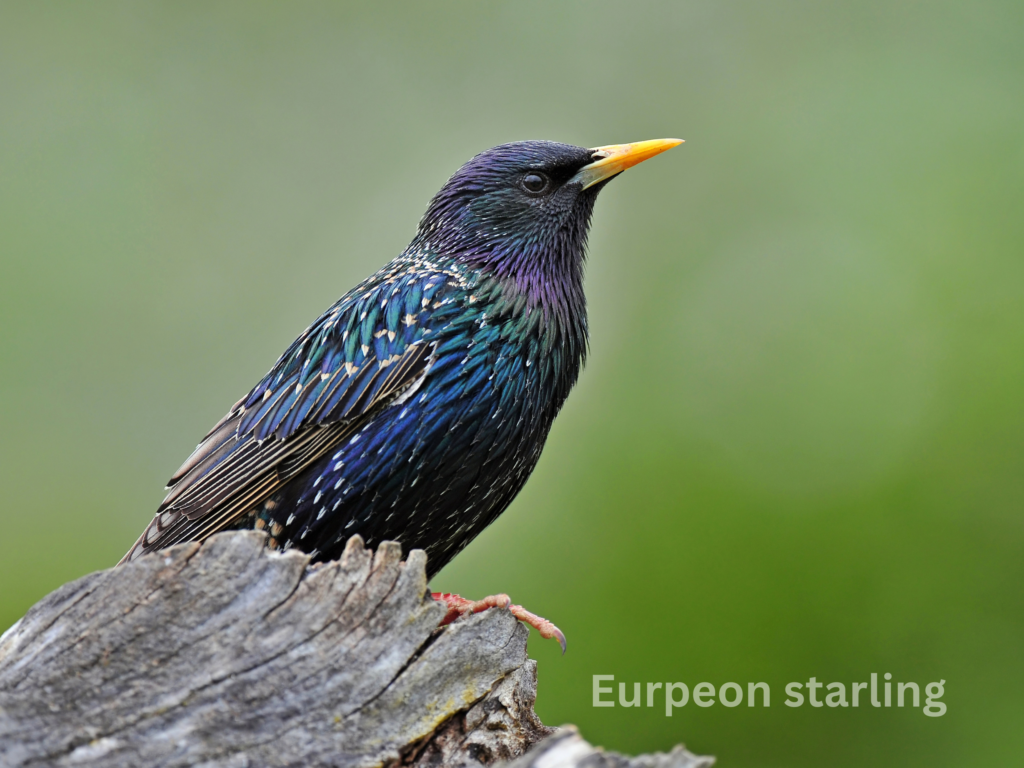 Eurpeon starling( birds with blue feathers)