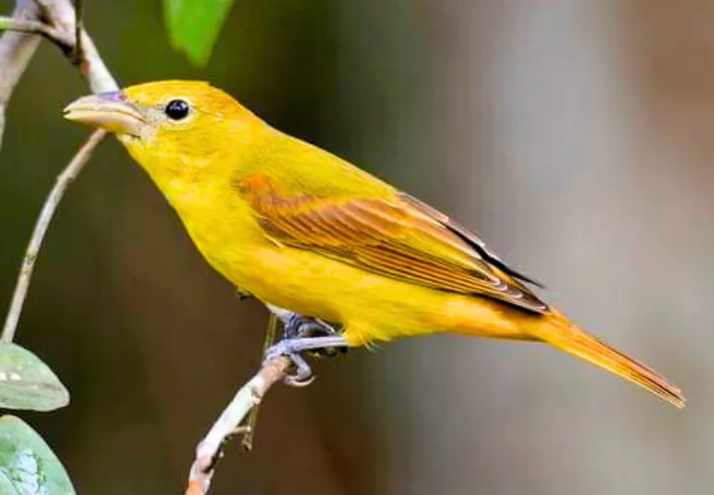 Female-Summer-Tanager