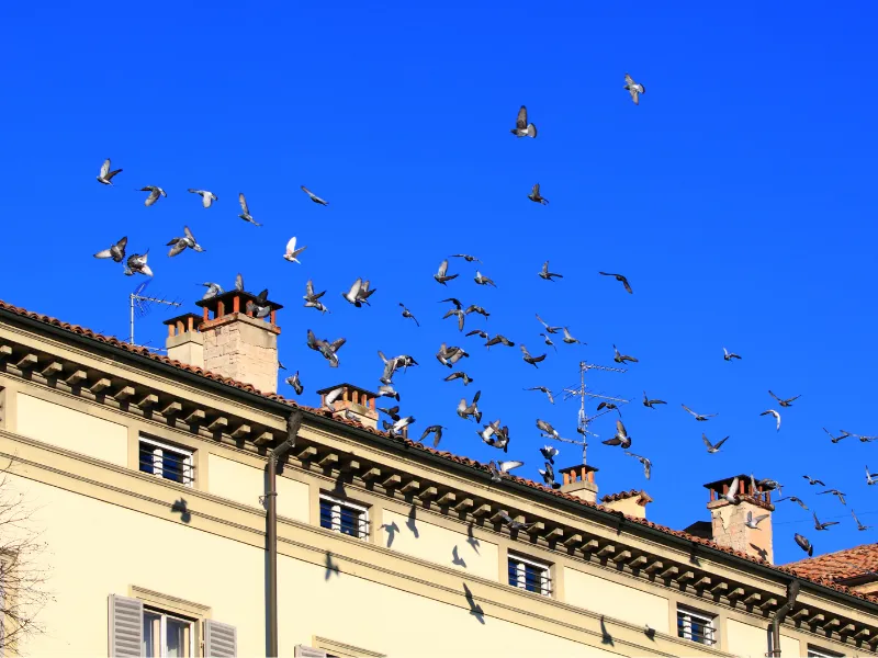 Flock of Birds Flying over a House