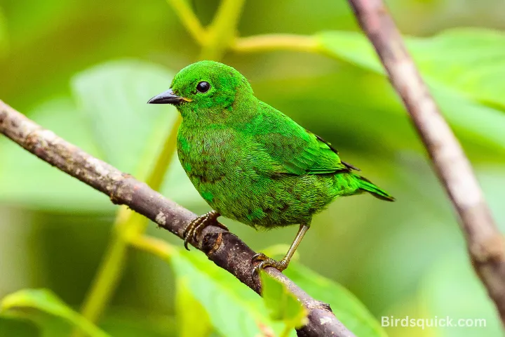 Glistening-green Tanager
