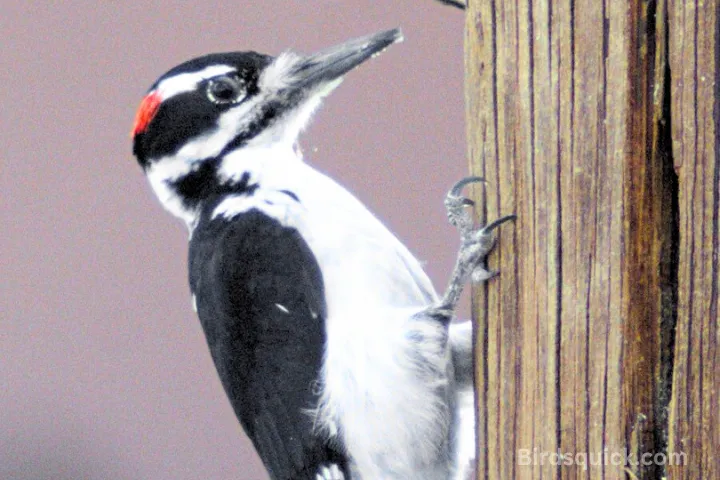 Hairy woodpecker
