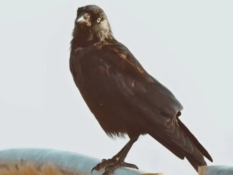 How-Long-Do-Crows-Live.webp
