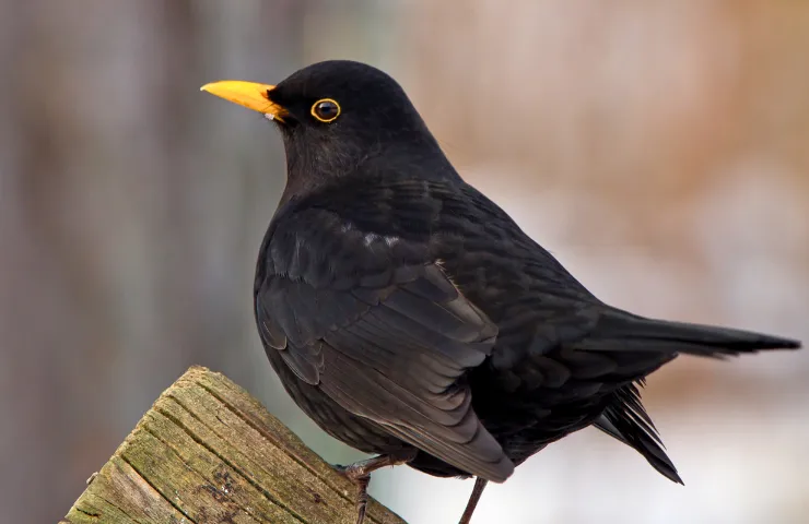 How to keep blackbirds away from feeder?