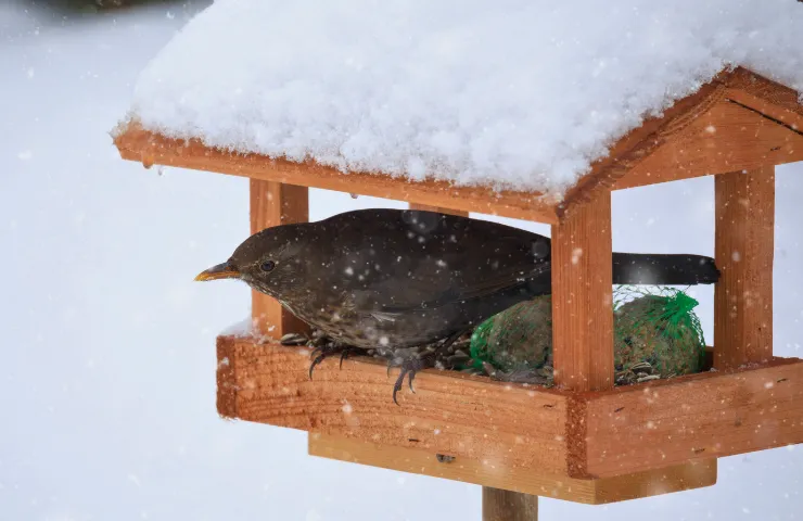How to keep blackbirds away from feeder 