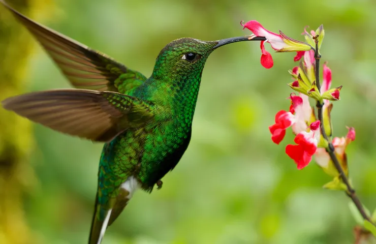 Hummingbird Heart Rate: Why These Birds Are Marvels of Nature