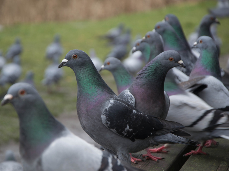 Idenify Male vs Female Pigeon
