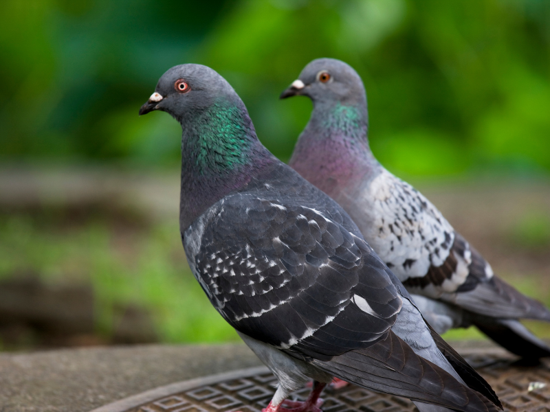 Identify Male vs Female Pigeons