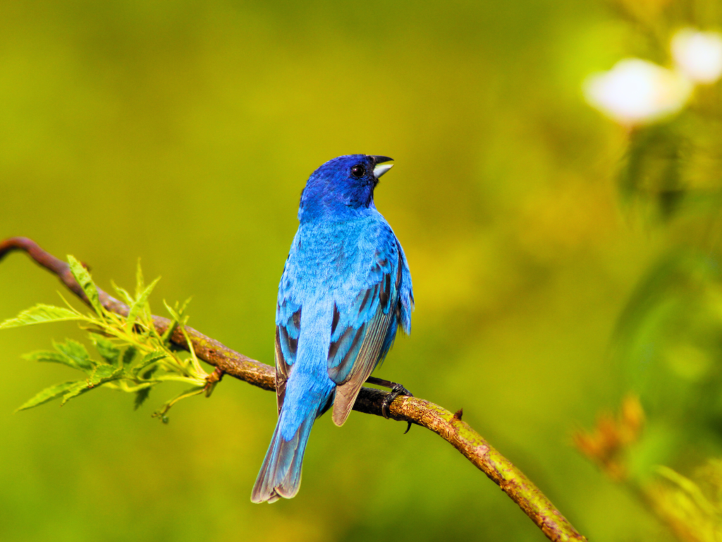 indigo bunting( birds with blue feathers)