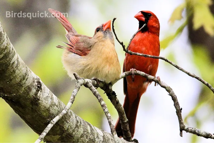 Male Female Cardinals Pair