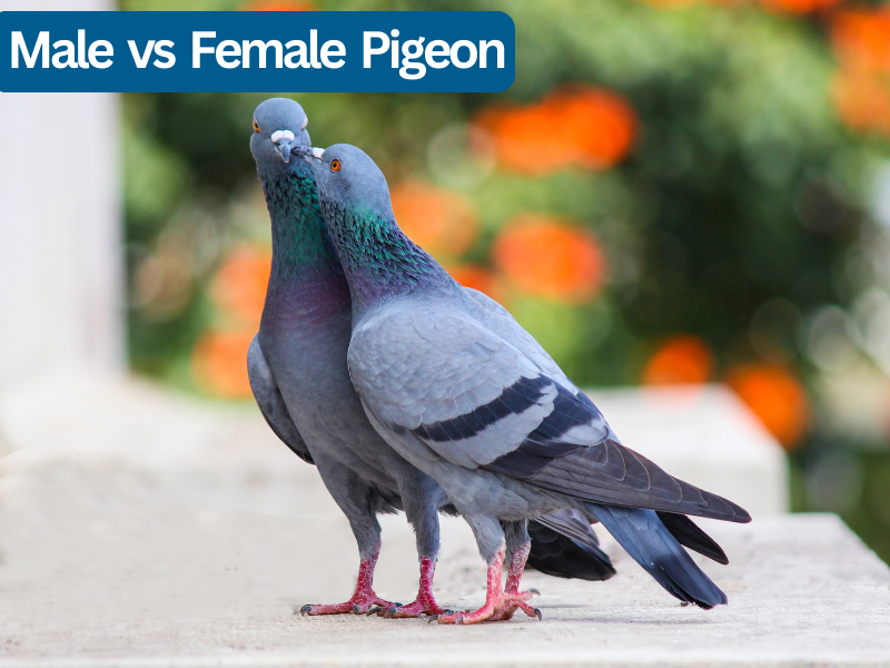 Male vs Female Pigeons