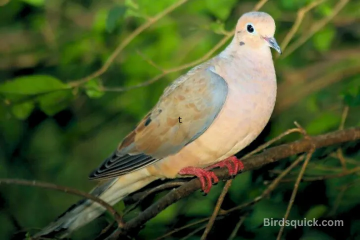 Mourning dove
