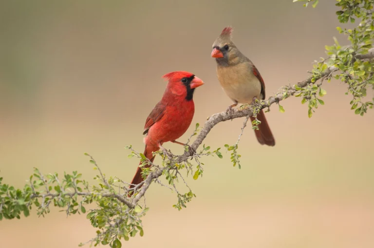 Why Do Cardinals Fly Into Windows? Understanding the Causes