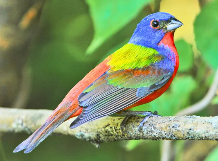 Painted-Bunting