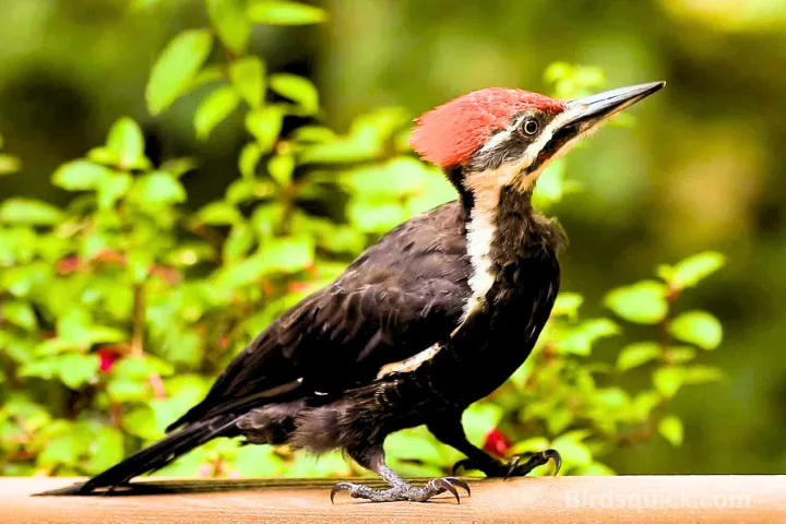 Pleated Woodpecker