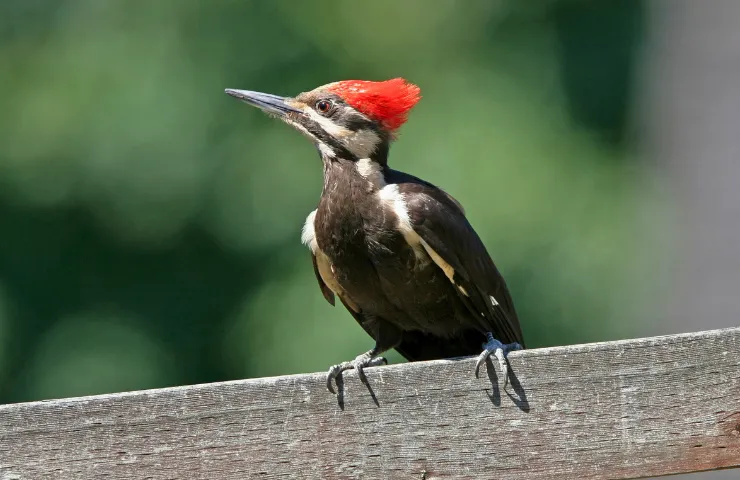11 Species Of Woodpeckers In Washington State