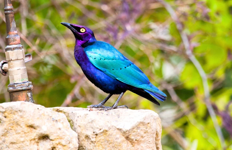 Purple Starling 