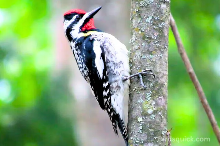 Red-cockaded woodpecker
