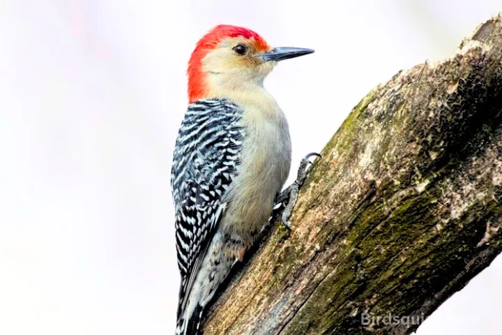 Red-Headed-Woodpecker