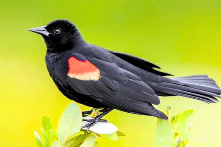 Red-winged Blackbird
