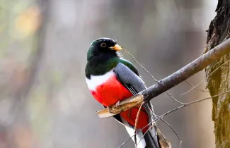 Small Birds With Red Chest