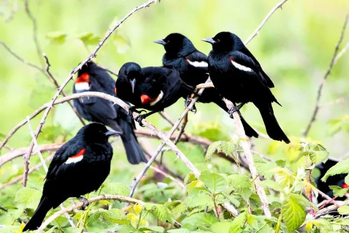 Tricolored-Blackbird