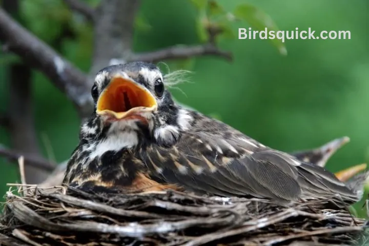 What Do Baby Robins Eat?