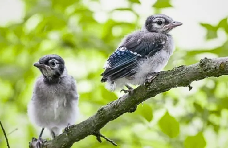 What Do Baby Blue Jays Eat?