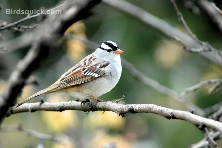 White-crowned Sparrow
