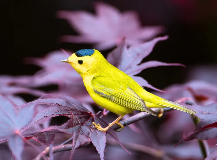 15 Small Yellow Birds (You Don’t Know)