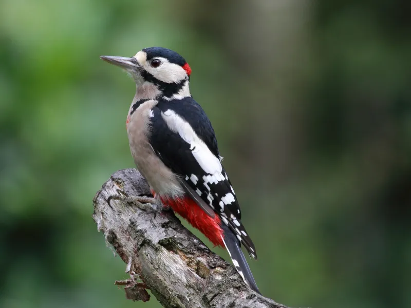 Woodpeckers-in-Virginia