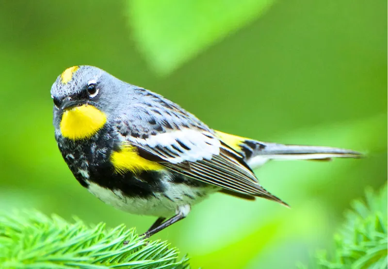 Yellow-Breasted-Chat 