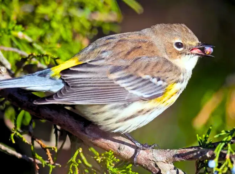 Yellow-rumped- warbler
