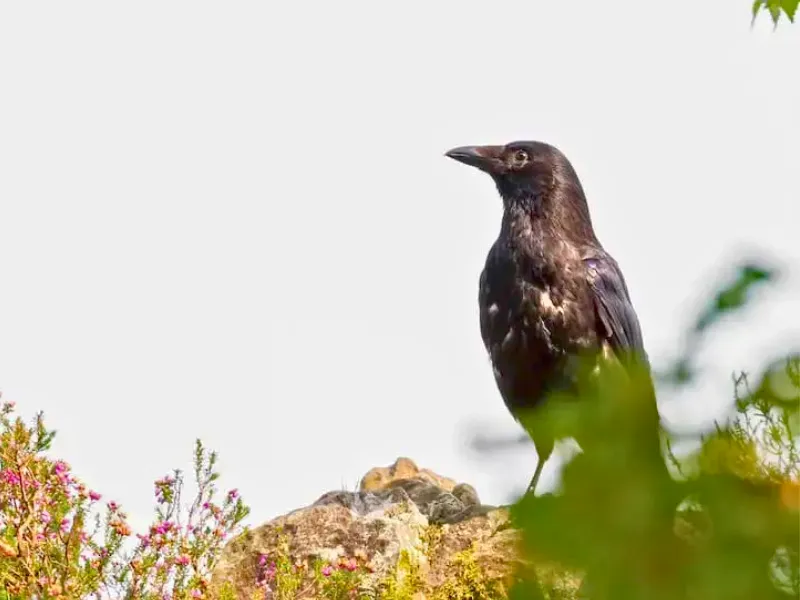 Adult Crow

