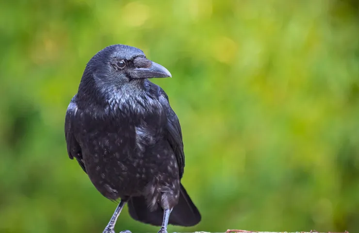 What’s The Most Common Word That Crows Will Say?