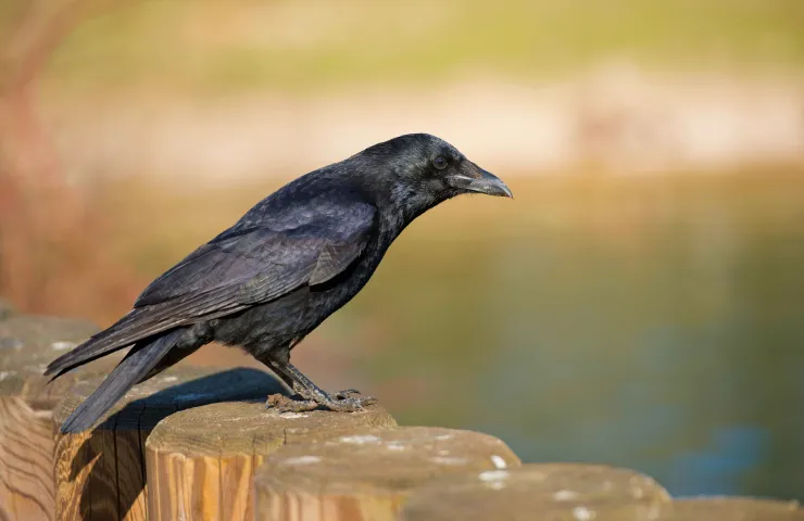 What’s the most common sound that crows will make