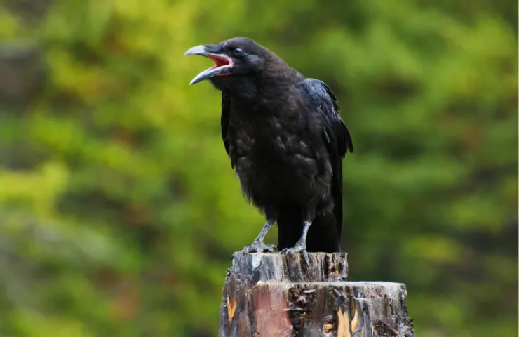 Do Crows Know What They’re Saying?