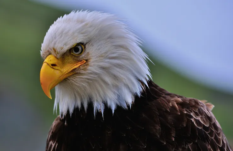What Eats Eagles – What Are Eagle’s Predators?